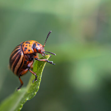zwalczanie stonki ziemniaczanej