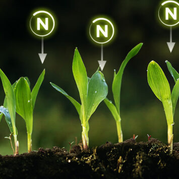 Badania nad wpływem preparatu Encera na uzupełnianie azotu w uprawie roślin