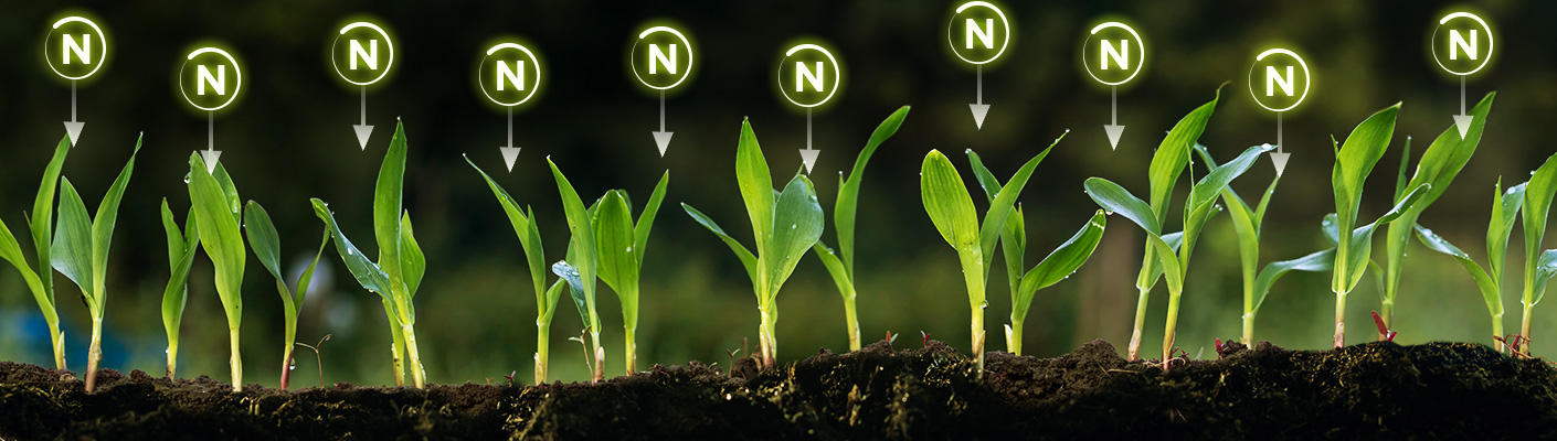 Badania nad wpływem preparatu Encera na uzupełnianie azotu w uprawie roślin