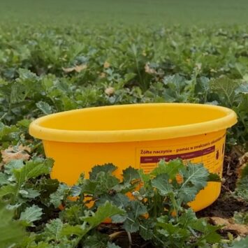 Czym zwalczać wiosenne szkodniki rzepaku?