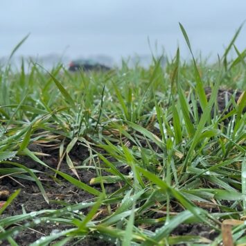 Fungicyd na T1 w zbożach
