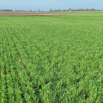 Lustracja pszenicy ozimej