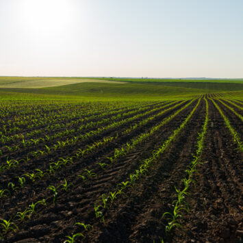 odchwaszczanie kukurydzy kiszonkowej
