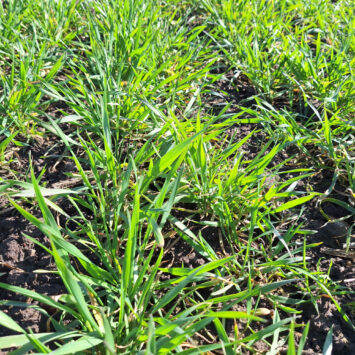 Mączniak w pszenicy ozimej na Mazurach