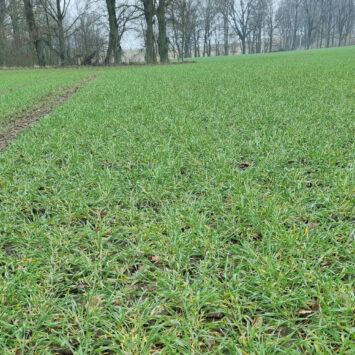 mączniak w pszenżycie