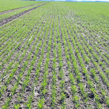 Pierwsze objawy chorób pszenicy na Pomorzu