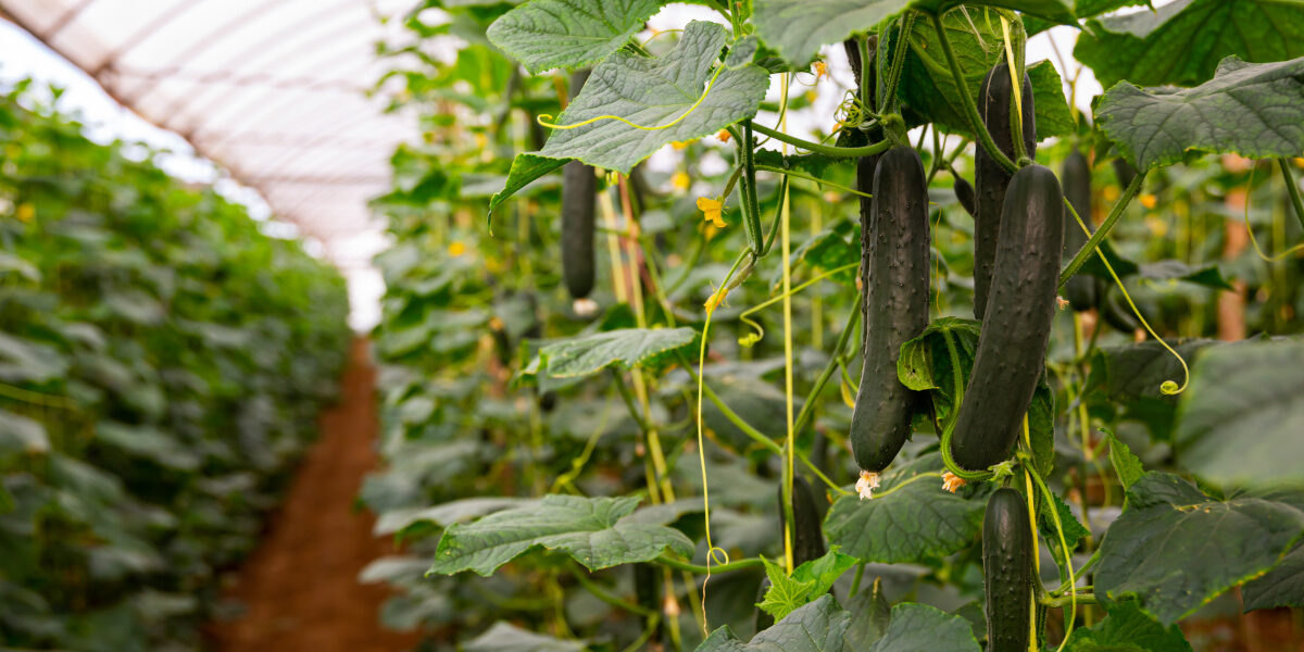 Natychmiastowy efekt – jak ocenić skuteczność insektycydu w uprawach warzywnych?
