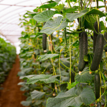 Natychmiastowy efekt – jak ocenić skuteczność insektycydu w uprawach warzywnych?