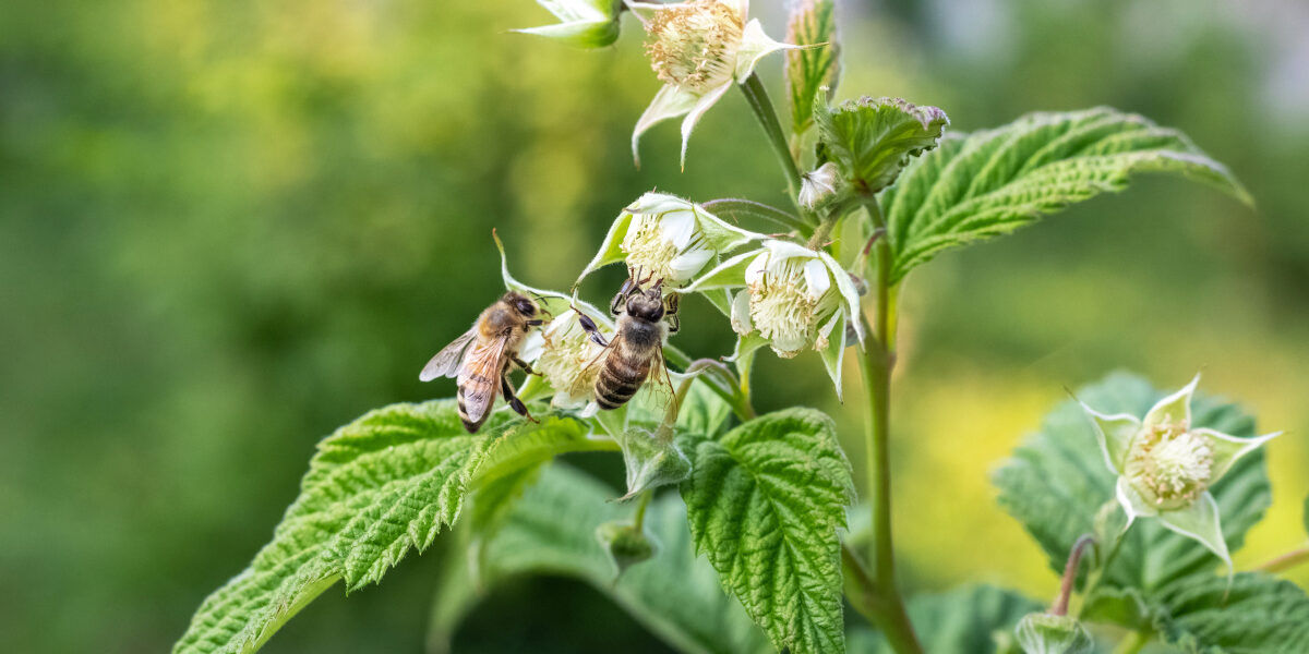 Bezpieczeństwo pszczół podczas zabiegów insektycydowych w uprawach roślin jagodowych