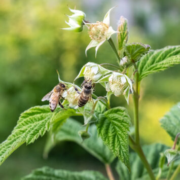 Bezpieczeństwo pszczół podczas zabiegów insektycydowych w uprawach roślin jagodowych