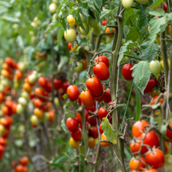 Długotrwałe zabezpieczenie insektycydowe upraw warzywnych