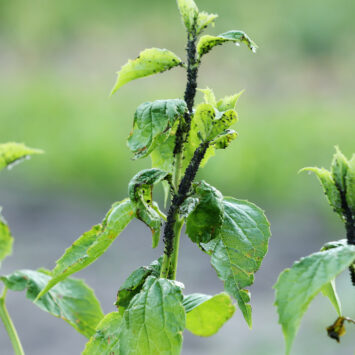 Natychmiastowy efekt – jak ocenić skuteczność insektycydu w uprawach jagodowych?