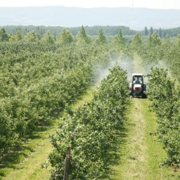 Pozostałości w jabłkach – jak zaplanować ochronę fungicydową sadu?