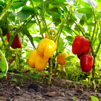 Skuteczne i sprawdzone rozwiązanie insektycydowe do ochrony warzyw