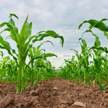 Pole uprawne kukurydzy
