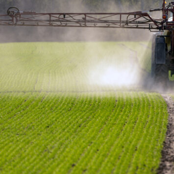 Wiosenne odchwaszczanie zbóż