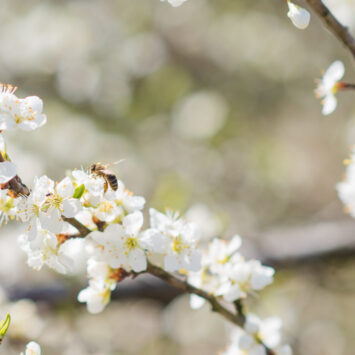 zwalczanie szkodników w sadzie
