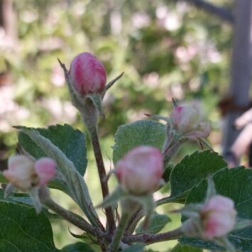 Jak przygotować jabłonie do przymrozków?