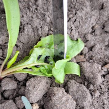 Mszyca w buraku na Dolnym Śląsku i w Wielkopolsce