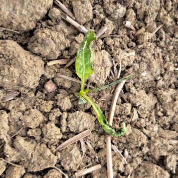 Jak wspomóc regenerację roślin po przymrozkach?