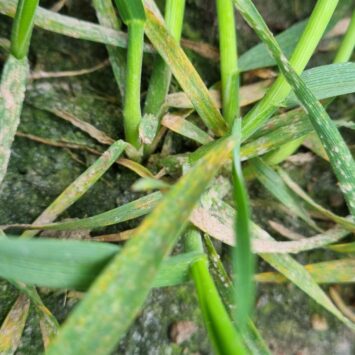 Presja mączniaka w pszenżycie