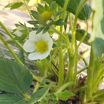 Szkodniki truskawek na Mazowszu