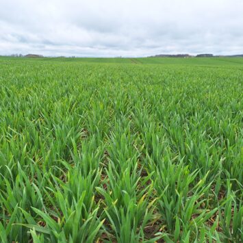 Duże nasilenie chorób grzybowych pszenicy