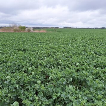 Zwalczanie szkodników rzepaku