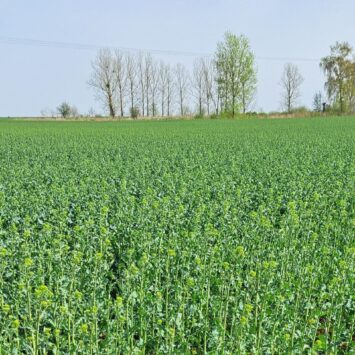 Szkodniki rzepaku na Kaszubach