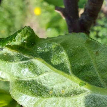 Zwalczanie mszyc w jabłoniach