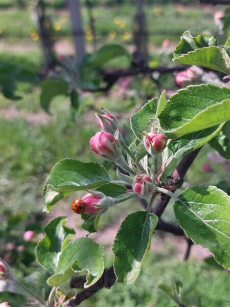 Zwalczanie mszyc w jabłoniach