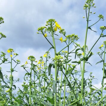 Słodyszek w rzepaku
