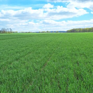 Septoriozy liści pszenicy na Mazurach