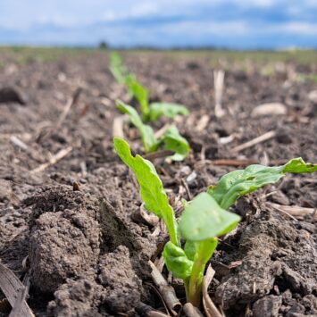 Czym zwalczyć mszycę w burakach cukrowych