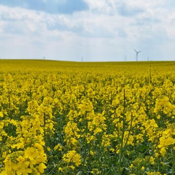 Szkodniki rzepaku w okresie kwitnienia