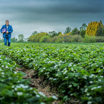 Mospilan 20 SP na truskawki – opinia plantatora