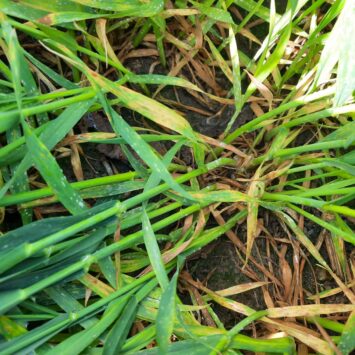 Zabieg zwalczający mączniaka