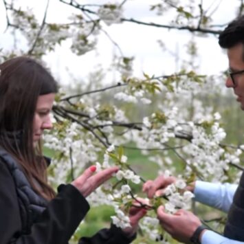 Mospilan 20 SP w ochronie czereśni