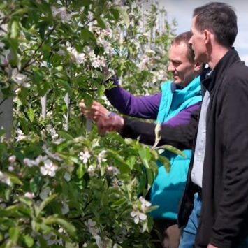 Mospilan 20 SP w ochronie jabłoni