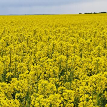 Ochrona rzepaku w okresie kwitnienia