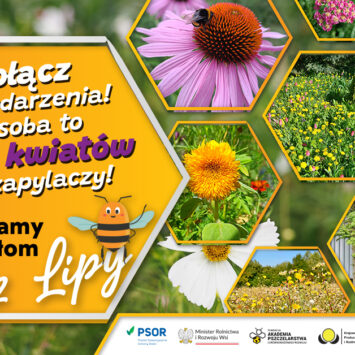 Pomagamy pszczołom bez lipy