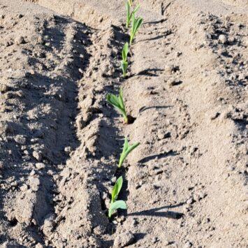 Powschodowe zwalczanie chwastów kukurydzy – Dolny Śląsk