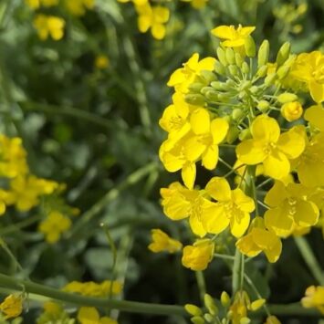szkodniki rzepaku w okresie kwitnienia
