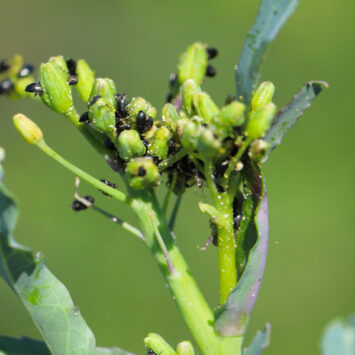 szkodniki w rzepaku