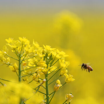 zwalczanie szkodników w rzepaku