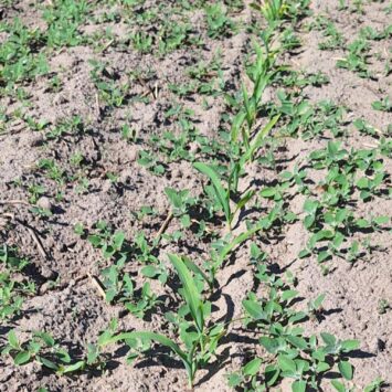 Czym zwalczać chwasty w kukurydzy powschodowo?