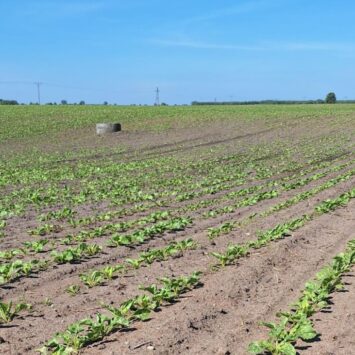 Mszyca w burakach cukrowych – woj. warmińsko-mazurskie