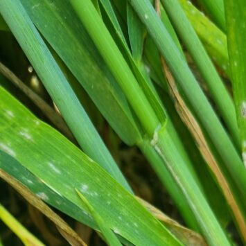 Pszenica porażona mączniakiem w Zachodniopomorskiem