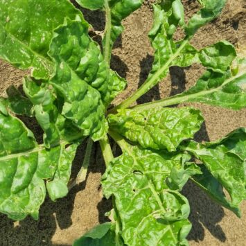 ochrona buraków cukrowych