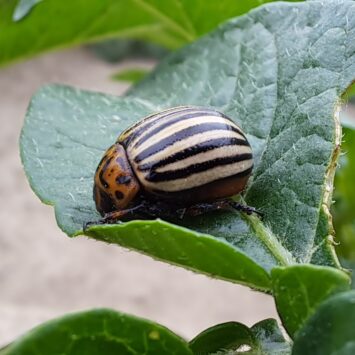 Zwalczanie stonki ziemniaczanej na Dolnym Śląsku